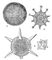 . 3.     . :  -  Ethmosphaera polysyphonia,       +     +  ;  -  Hexastylus marginatus  Lithocubus geometricus,   ;  -  Circorhegma dodecahedra,     -   .
